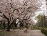 さくら公園